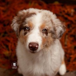 Bayou - Red merle male Australian Shepherd puppy in Campbell, Texas from RD Ranch