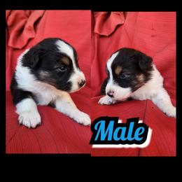 Boy 2 - Black tri-color male Australian Shepherd puppy in Yakima, Washington from Luna's Australian Shepherd