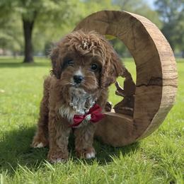 Bernedoodle, Cavapoo, Cockapoo, Goldendoodle, and Poodle Puppies from DoodleForever