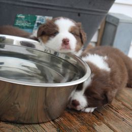 Australian Shepherd Puppies from Starlit Grove Australian Shepherds