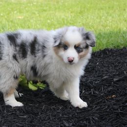 Australian Shepherd and Soft Coated Wheaten Terrier Puppies from Ironwood Ridge Kennels