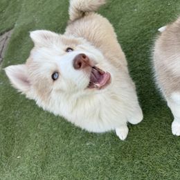 Siberian Husky Puppies from Young Orchard Siberians