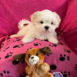 Shih Tzu Puppies from Evelyn's Shih Tzus
