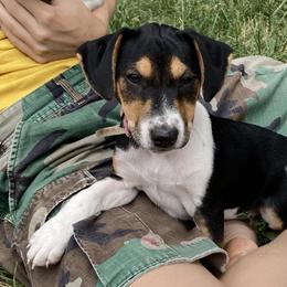 Lady Louise "LuLu" - Jack Russell Terrier puppy from Royal Russells Ranch