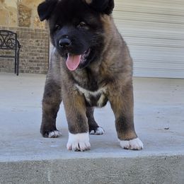 Akita Puppies from Folklore Akitas