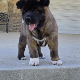 Akita Puppies from Folklore Akitas