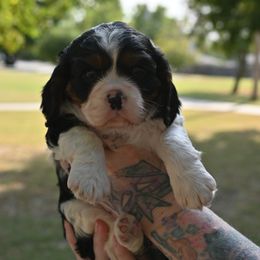 Cavalier King Charles Spaniel Puppies from Critter's Cottage Cavaliers