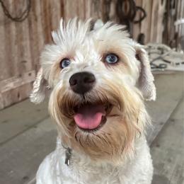 Aspen - Miniature Schnauzer