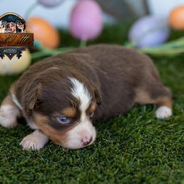 Wren - Red tri female Toy Australian Shepherd puppy in Granbury, Texas from Best Little Aussies