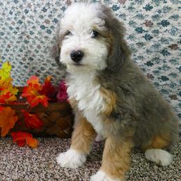 Bernedoodle and Goldendoodle Puppies from Doodles are Amazing