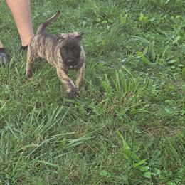 Fawn brindle male - Brindle male Mastiff puppy in Racine, Wisconsin from FrontlineK9 Boarding & Training LLC