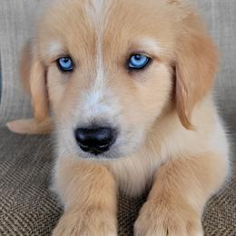 Blake Australian Retriever - Yellow male Australian Shepherd puppy in Limestone, Tennessee from Pilot Hill Teddy Bear Puppies