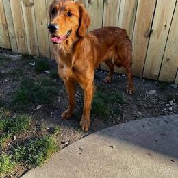 Brandy - Golden Retriever