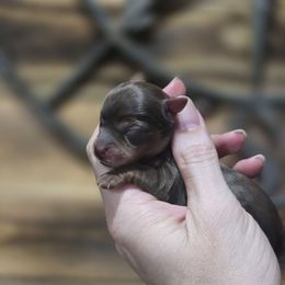 Boy 3 - Chocolate and tan male Yorkshire Terrier puppy in Craig, Colorado from Yampa Valley Yorkies
