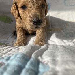 Goldendoodle Puppies from Cassie Farms