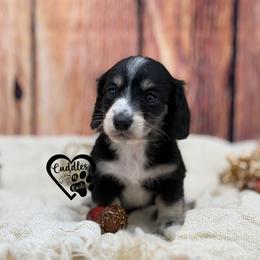 Socks - Black and cream male Dachshund puppy in Nashville, Arkansas from Cuddles n Curls
