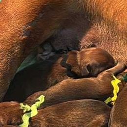 Black Collar - Red male Staffordshire Bull Terrier puppy in Monroe, Georgia from Irresistibull Staffords