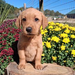 White Girl - Yellow female Labrador Retriever puppy in Potosi, Wisconsin from Point and Flush Gun Dogs