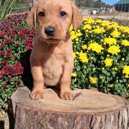 White Girl - Yellow female Labrador Retriever puppy in Potosi, Wisconsin from Point and Flush Gun Dogs