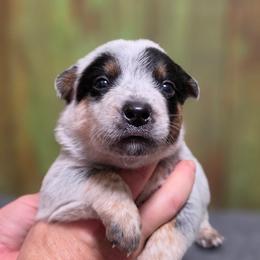 Lt Blue Collar Male - Blue male Australian Cattle Dog puppy in Riverton, Utah from Rundown Ranch Cattle Dogs