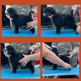 Poodle Puppies from Erisse Poodles
