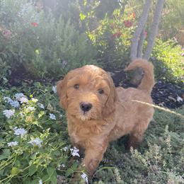 Double Doodle and Goldendoodle Puppies from GoldendoodlePaw