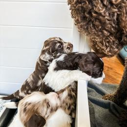 Goldendoodle Puppies from The W Doods