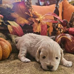 Copper - White male Miniature Schnauzer puppy in Lumberton, Texas from 1 Smart Choice Schnauzers Babies