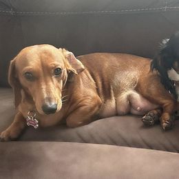 Dachshunds from East Coco Mini Dachshunds