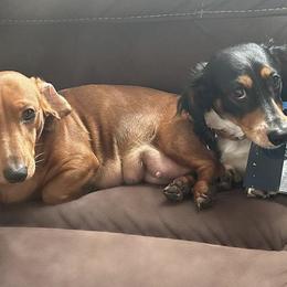 Dachshunds from East Coco Mini Dachshunds