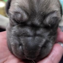 Boomerang - Fawn male Great Dane puppy in Albany, Oregon from Red Cloud Australian Shepherds and DeGray Great Danes & Bulldogs