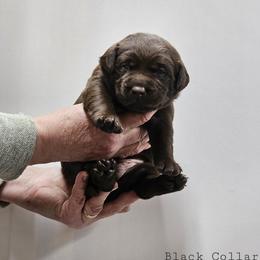 Kodiak - Black Collar - Chocolate male Labrador Retriever puppy in Boyd, Minnesota from Lindley Labradors
