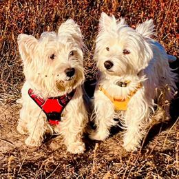 West Highland White Terrier puppies from Treasure Valley Idaho Westies
