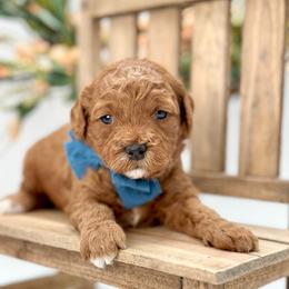 Arrow - Red  male Goldendoodle puppy in Queen Creek, Arizona from Goldendoodle AZ