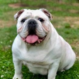 Remi - Bulldog