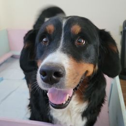 Mouse - Bernese Mountain Dog