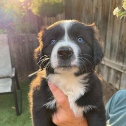 Linguini - Black & white male Miniature Australian Shepherd puppy in Fort Collins, Colorado from Basil’s Sweet Creatures