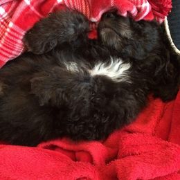 Goldendoodle All Grown Up from Simply Doodles LLC