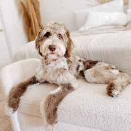 Cove - Goldendoodle