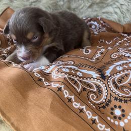 Piglet- Hot Pink Collar - NBT - Red tri-color female Australian Shepherd puppy in Newport, Rhode Island from Wildlings Australian Shepherds