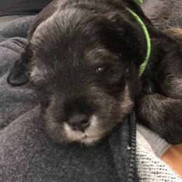 Miniature Schnauzers from Alpen Mini Schnauzers, Salt Lake City