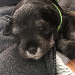 Miniature Schnauzers from Alpen Mini Schnauzers, Salt Lake City