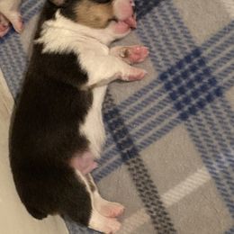 Pembroke Welsh Corgi Puppies from Twisted Little Corgis