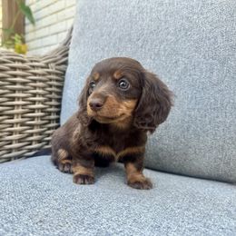 Girl 1 - Chocolate and tan female Dachshund puppy in Hope, Arkansas from Duckett Lane Dachshunds