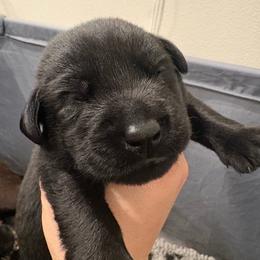 No collar boy 2 - Black male Labrador Retriever puppy in Menifee, California from The Golden Leash Kennels