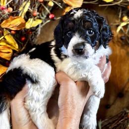 Acorn - Black and white female Aussiedoodle puppy in Orange Cove, California from Sand Creek Ranch Aussiedoodles