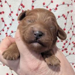 Beth - Red female Cavapoo puppy in Placerville, California from Quartz Mountain Doodles