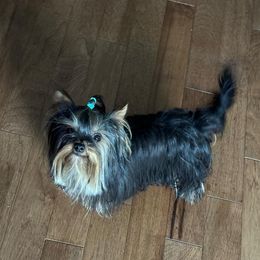 Benny - Yorkshire Terrier