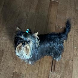 Benny - Yorkshire Terrier