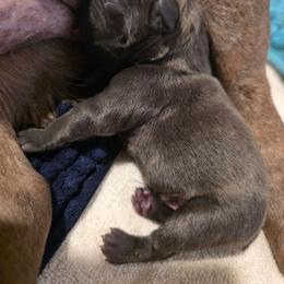 MTO Snickers - Brindle male French Bulldog puppy in Asheville, Texas from MTO KENNELS